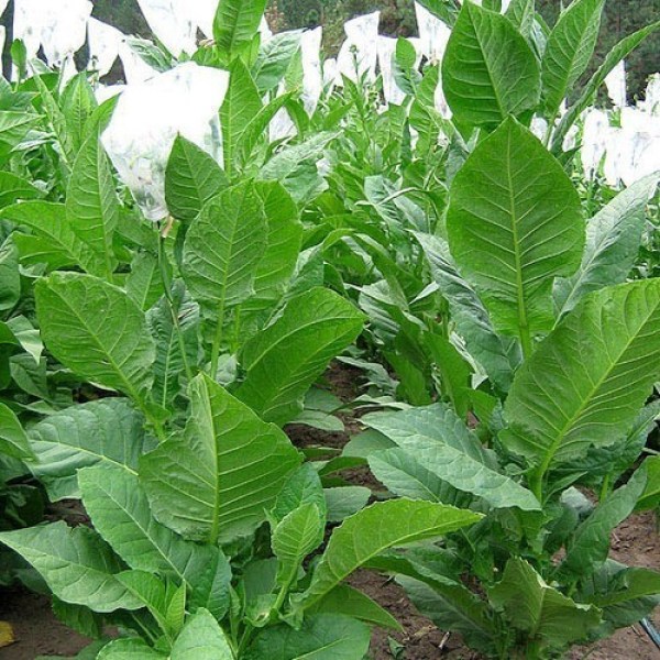 Semená tabaku Habano 2000